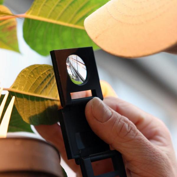 VIU Horticulture, Poinsettia, Vancouver Island University, BioBest Control Strategy, Insects, Biocontrol